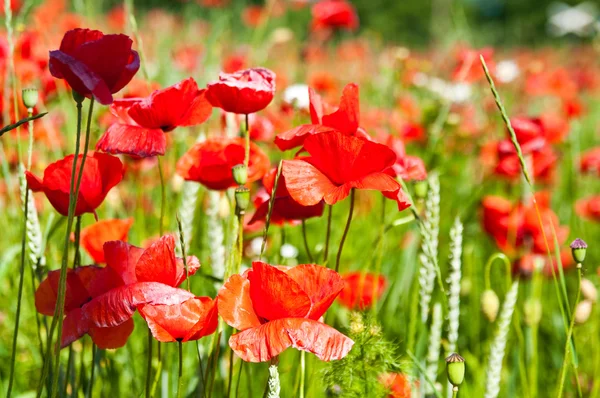 Poppies and others wild flowers into wheat field — Stock Photo, Image
