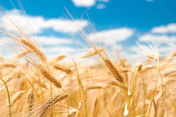 Golden ripe wheat in a field in summer — Stock Photo, Image