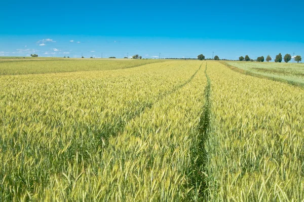 Campo de trigo verde — Fotografia de Stock