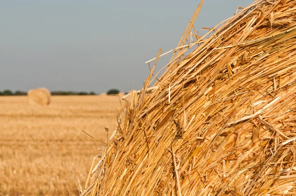 Rolling haystack and wheat — Stock Photo, Image