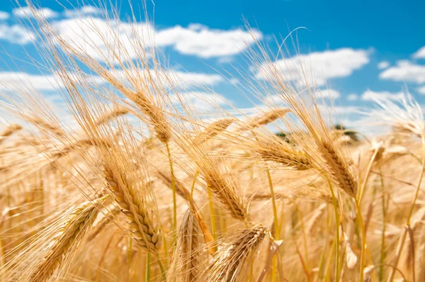Golden ripe wheat in a field in summer — Stock Photo, Image