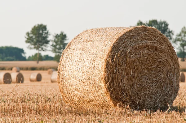 Rolling haystack on farmer field — Stock Photo, Image