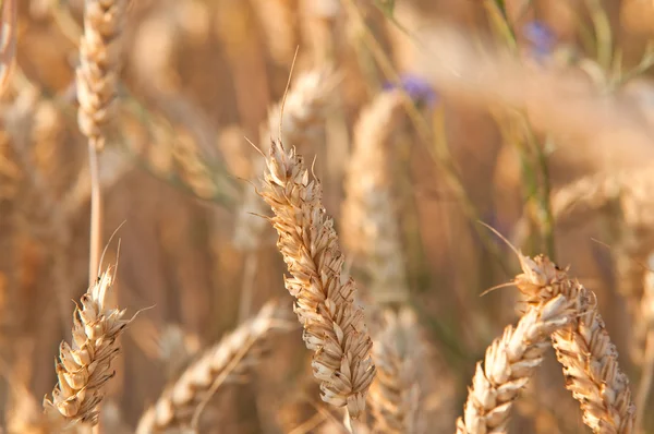 Cereais secos maduros no campo agrícola — Fotografia de Stock