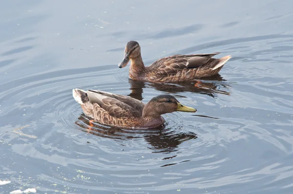 Kachny, plavání ve vodě — Stock fotografie