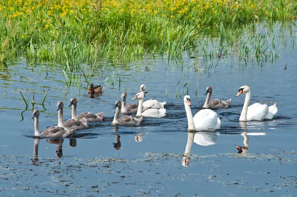 水の中の白鳥の家族 — ストック写真