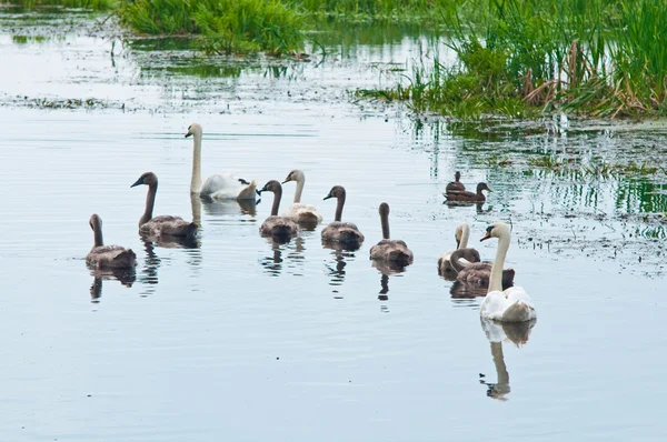 Swans family in water — Stock Photo, Image