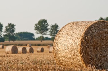 Rolling haystack on farmer field clipart