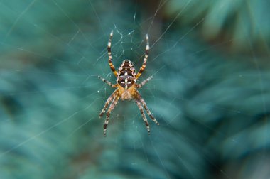 dalda asılı Web Spider