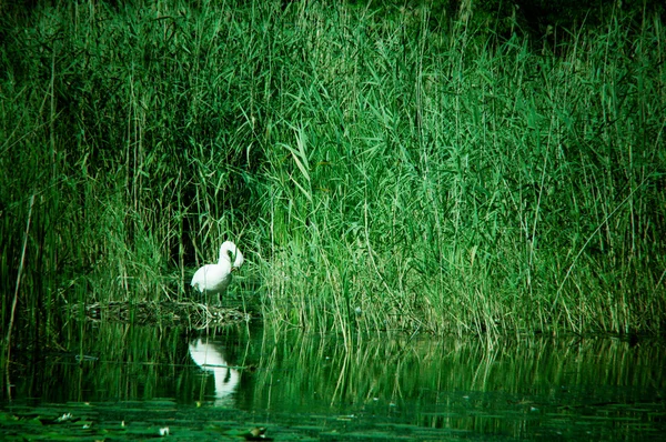 Cisne em juncos na lagoa — Fotografia de Stock