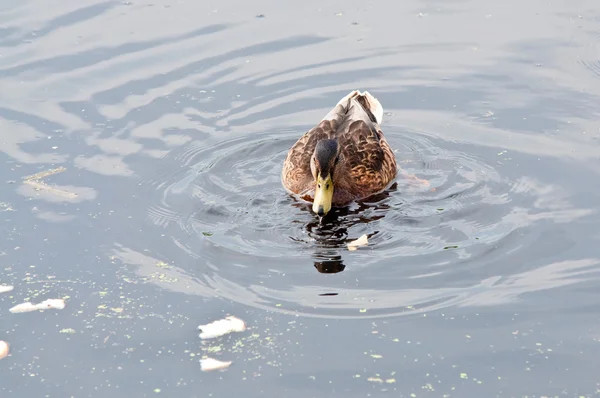 Kachna plavání ve vodě — Stock fotografie