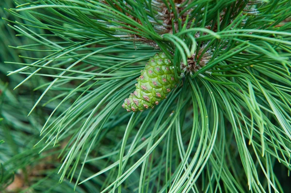 stock image Cone hanging on the branch of the pine