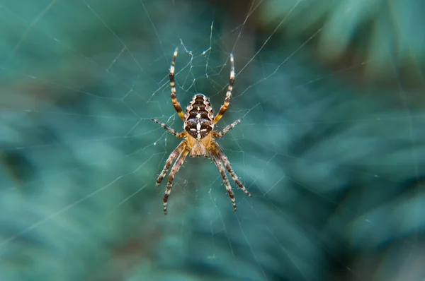 Павук в Інтернеті висить на гілці — стокове фото