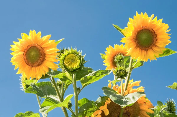 Słoneczniki na tle błękitnego nieba — Zdjęcie stockowe