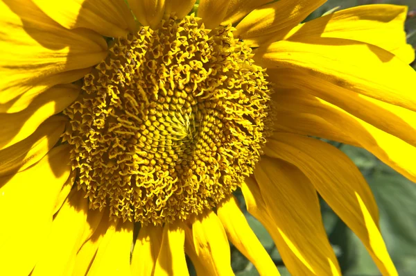 Sonnenblumen-Nahaufnahme — Stockfoto