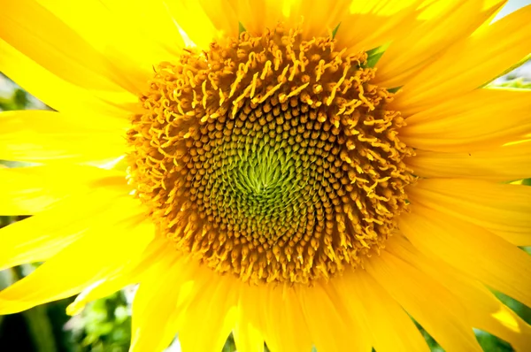 Slunečnice closeup — Stock fotografie