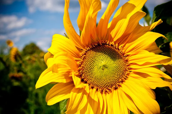 Sonnenblume auf blauem Himmel Hintergrund — Stockfoto