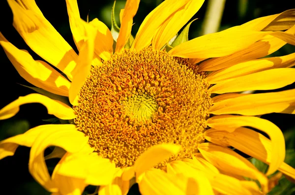 Sonnenblume auf wildem Feld Nahaufnahme — Stockfoto