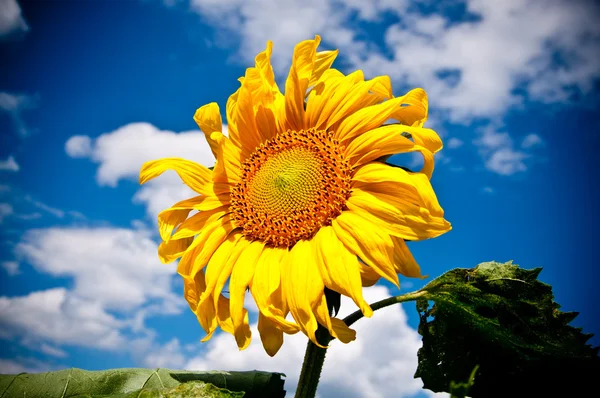 Mavi gökyüzü arka planında ayçiçeği — Stok fotoğraf
