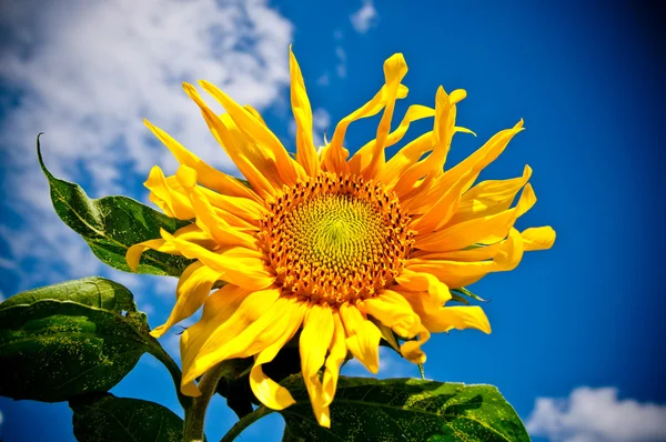 Słonecznik na tle błękitnego nieba — Zdjęcie stockowe