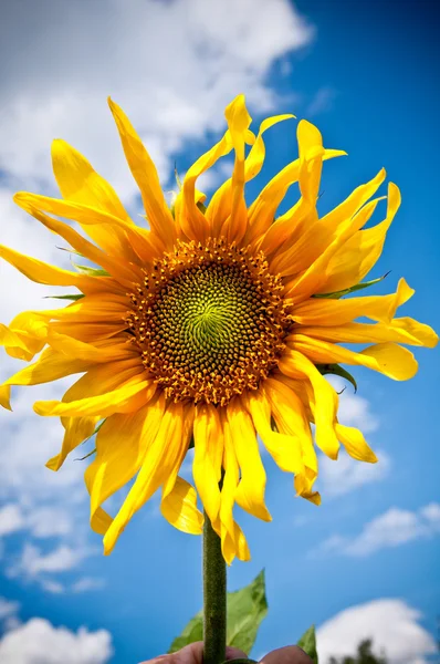 Slunečnice na modré obloze pozadí — Stock fotografie