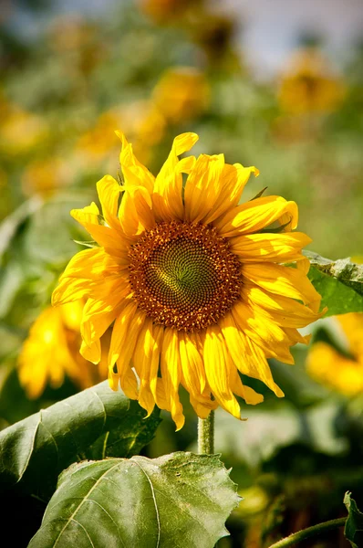 Sonnenblume auf wildem Feld Nahaufnahme — Stockfoto