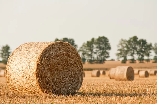 Straw rolls and wheat on summer farmer field — Stock Photo, Image