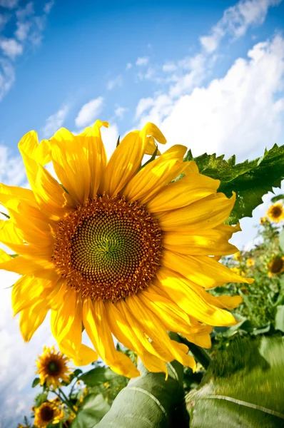 Sonnenblume auf blauem Himmel Hintergrund — Stockfoto