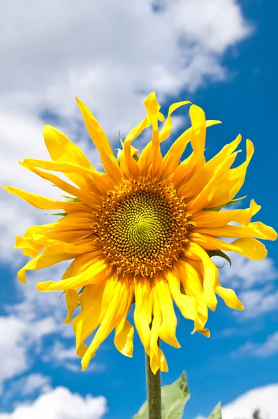 Słonecznik na błękitnym tle nieba w letni dzień — Zdjęcie stockowe