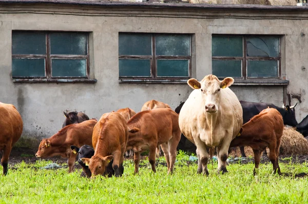 乳業農場の若い成熟した牛は — ストック写真