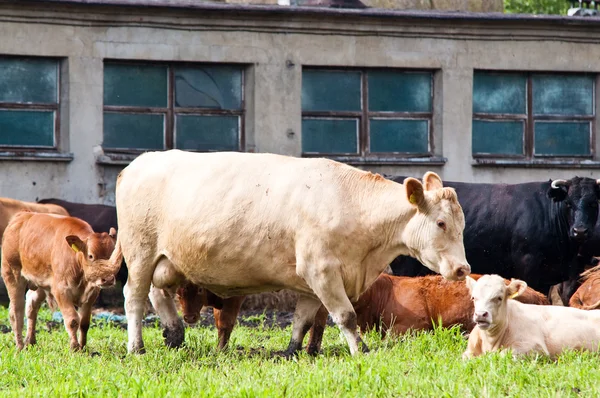 Vacas jóvenes y maduras en la granja lechera —  Fotos de Stock