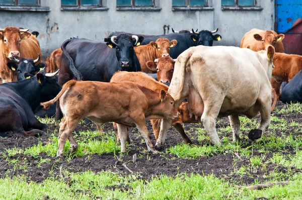 乳業農場の若い成熟した牛は — ストック写真