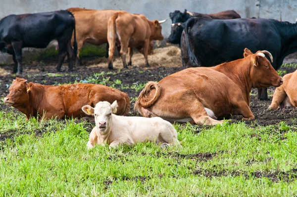 낙농장의 어린 젖소와 다 자란 소 — 스톡 사진