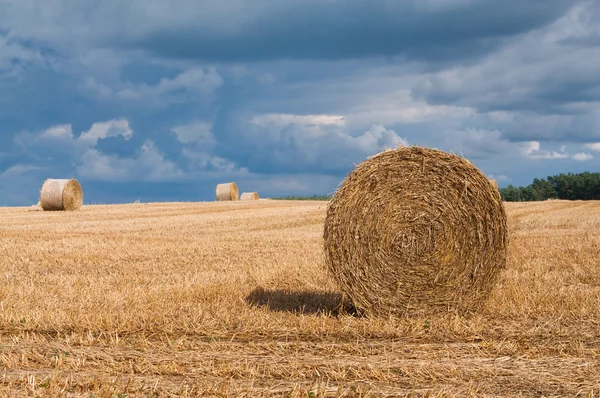 Straw rolls on summer farmer field — Stock Photo, Image
