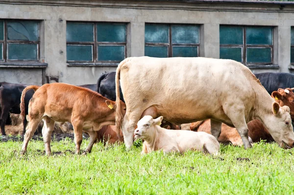 Calfs と酪農場で牛 — ストック写真
