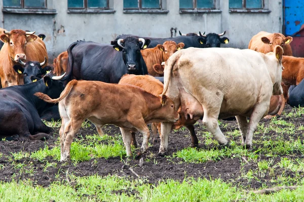 Телята и коровы на молочной ферме — стоковое фото