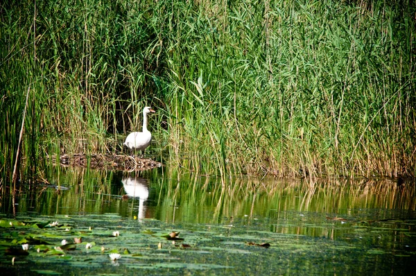 Cisne em juncos na lagoa — Fotografia de Stock