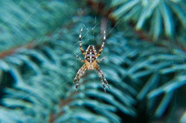 Araña en la tela que cuelga en la rama — Foto de Stock