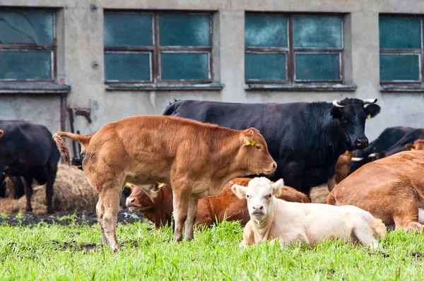 Calfs and cows on dairy farm — Stock Photo, Image