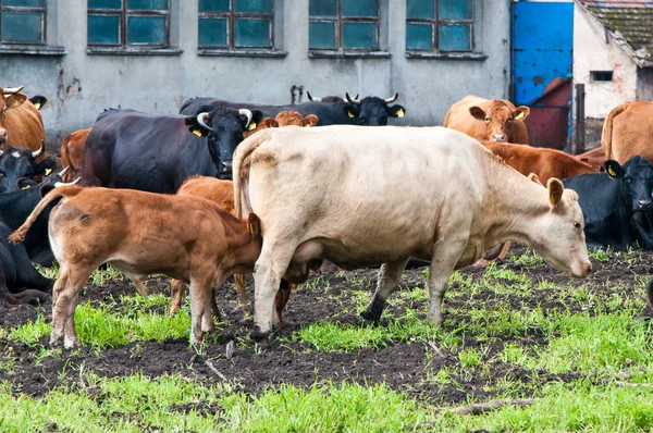 Claf a krávy na mléčné farmě — Stock fotografie