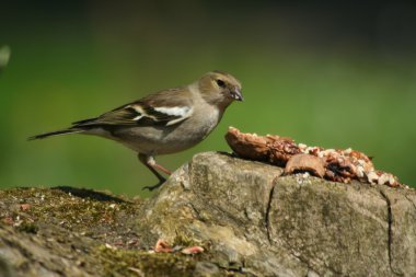 Chaffinch females, Fringilla coelebs clipart