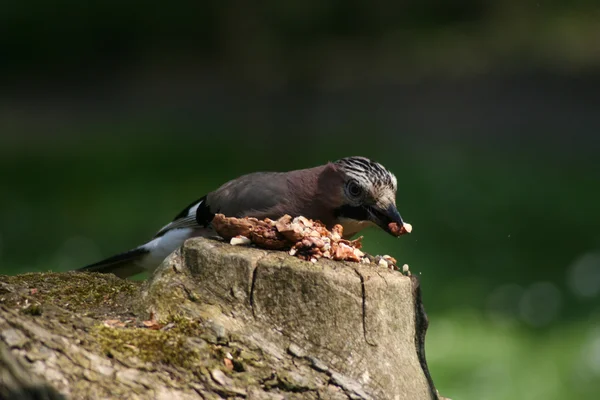 stock image Jay, Garrulus Glandarius