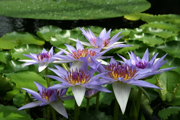 stock image Water Lily - Nymphaea caerulea