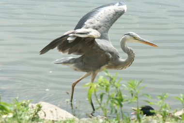 Grey heron hunting clipart