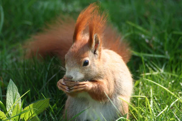 Écureuil mâle — Photo