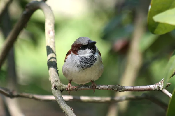 Sparrow - Passer domesticus — Stock Photo, Image