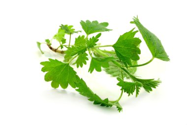 Nettle clipart