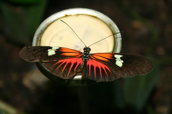 Pasja kwiat motyle — Zdjęcie stockowe