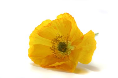 Iceland Poppy clipart