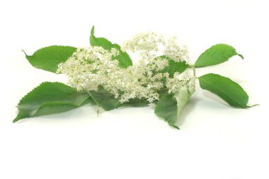 Elderflower