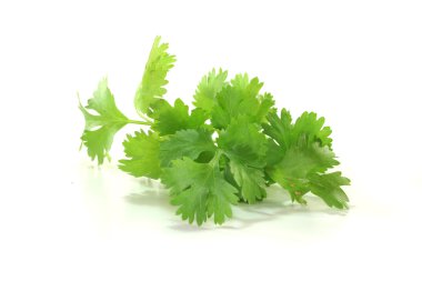 Coriander clipart